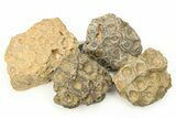 Rough Fossil Coral (Actinocyathus) From Morocco - 2" to 3" - Photo 4